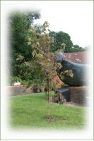 Acer Tree Donated by Sylvia Griffin – 2016